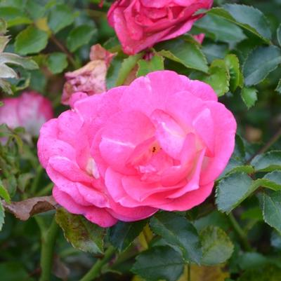 Rosa Easy Elegance&reg; Sunrise Sunset