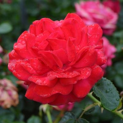 Rosa Easy Elegance&reg; Super Hero