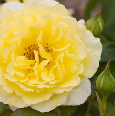 Rosa Easy Elegance&reg; Yellow Submarine
