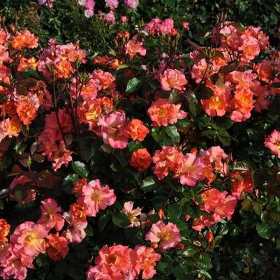 Rosa Kolorscape&reg; Firecracker&trade;