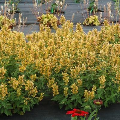 Agastache Poquito&trade; Butter Yellow