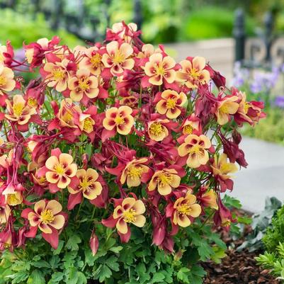 Aquilegia caerulea Earlybird&trade; Red Yellow