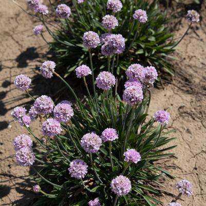 Armeria pseudarmeria Dreameria&trade; Sweet Dreams
