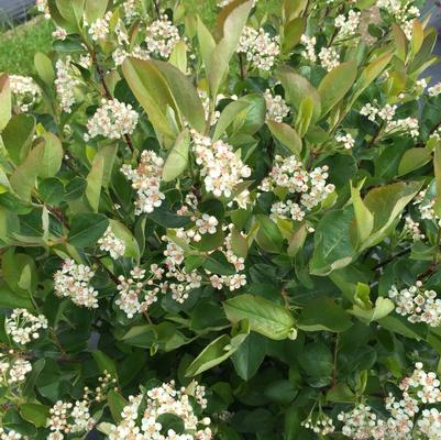 Aronia melanocarpa Low Scape Hedger&reg;