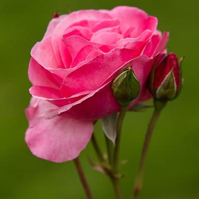 Rosa Easy Elegance&reg; Grandma's Blessing