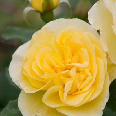 Rosa Easy Elegance&reg; High Voltage