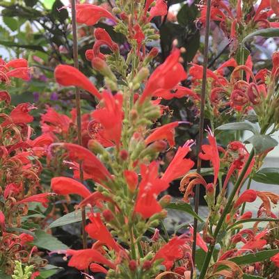 Agastache Kudos Red