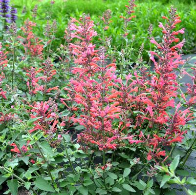 Agastache Kudos Coral