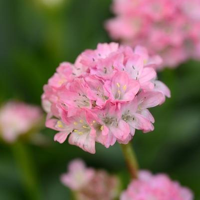 Armeria pseudarmeria Dreameria&trade; Daydream