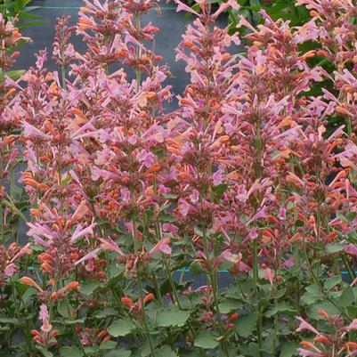 Agastache Kudos Ambrosia