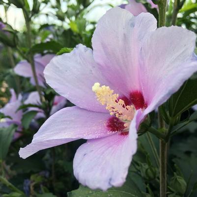 Hibiscus syriacus Blue Angel&trade;