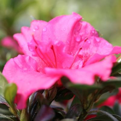 Azalea Bloom-A-Thon&reg; Hot Pink
