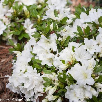 Azalea Bloom-A-Thon&reg; White