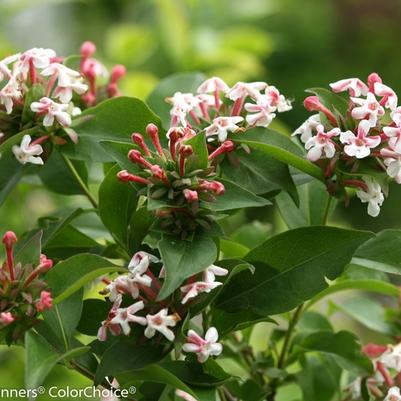 Abelia mosanensis Color Choice&reg; Sweet Emotion&reg;