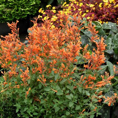 Agastache Kudos Mandarin