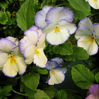 Viola cornuta Celestial&trade; Blue Moon