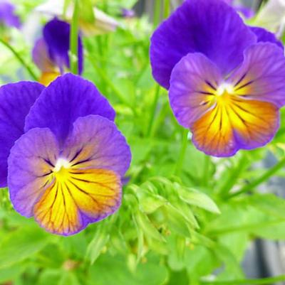 Viola cornuta Celestial&trade; Northern Lights