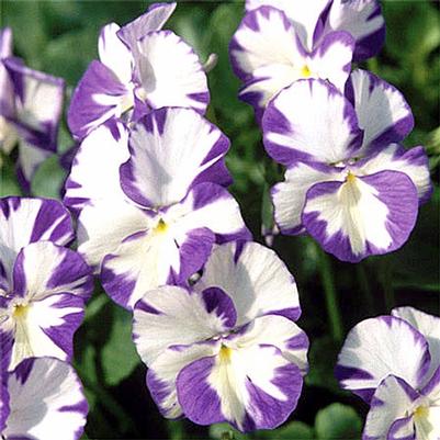 Viola Rebecca