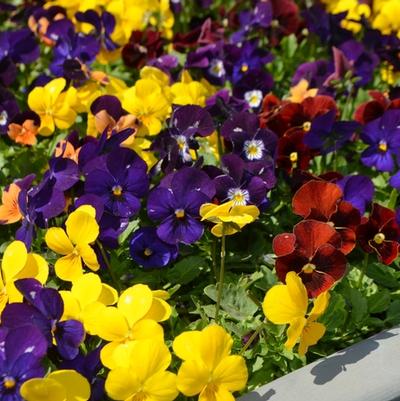 Viola cornuta Admire&reg; Indian Summer Mix