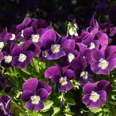 Viola cornuta Admire&reg; Purple White Face