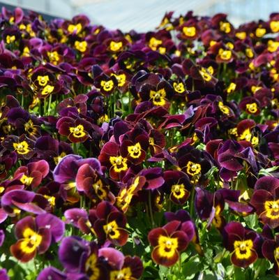 Viola cornuta Admire&reg; Ruby Gold