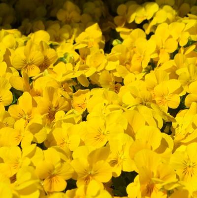 Viola cornuta Admire&reg; Yellow