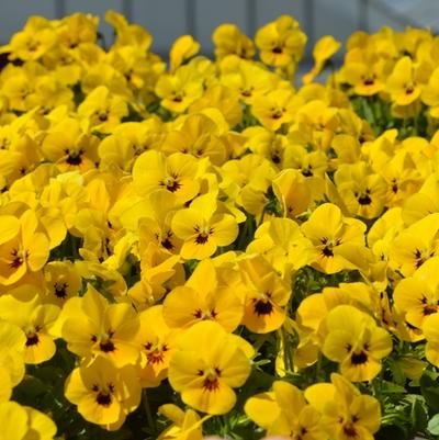 Viola cornuta Admire&reg; Yellow Blotch