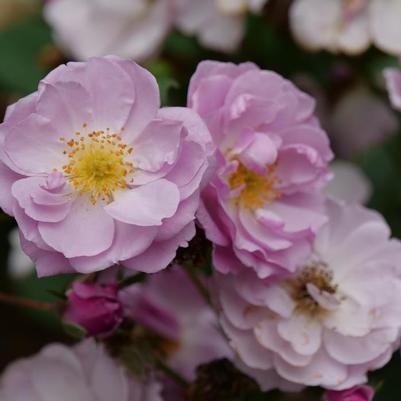 Rosa Rise Up Lilac Days&reg;