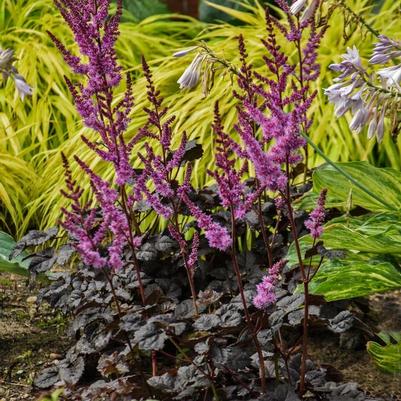 Astilbe Dark Side of the Moon