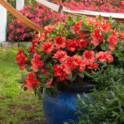 Azalea Encore&reg; Autumn Embers&trade;