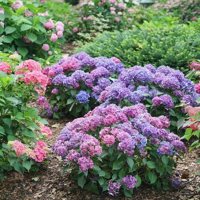 Hydrangea macrophylla Let's Dance Lovable&reg;