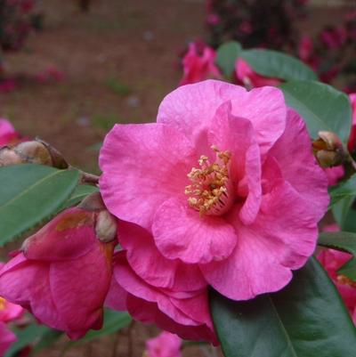 Camellia sasanqua Kanjiro
