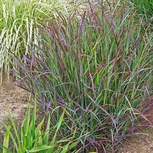 Panicum virgatum Prairie Winds&reg; Cheyenne Sky