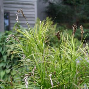 Carex muskingumensis 