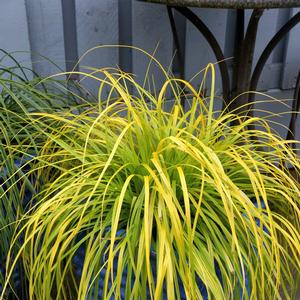 Carex oshimensis EverColor&reg; Everillo