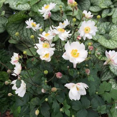Anemone Fantasy&trade; Snow Angel