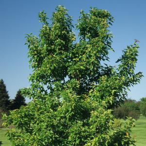 Acer ginnala var. semenowii 