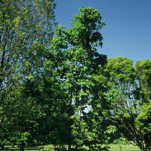 Acer heldreichii 