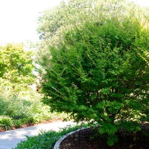 Acer palmatum Hanami Nishiki