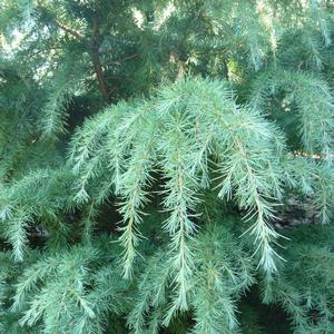 Cedrus deodara Montrose Veil