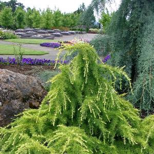 Cedrus deodora Gold Cascade