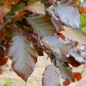 Fagus sylvatica Dawyck Purple