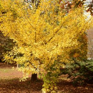Ginkgo biloba Tubiformis