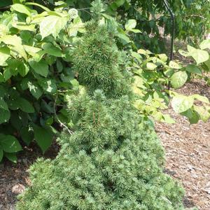 Picea glauca Delp's Dwarf