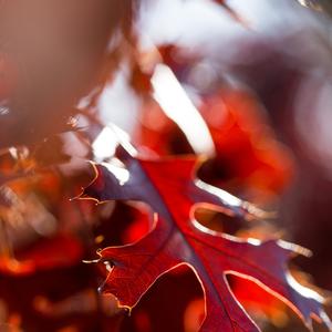 Quercus ellipsoidalis Majestic Skies&trade;