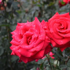 Rosa 9/11 Tribute