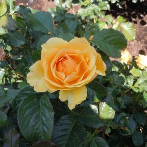 Rosa Amber Queen