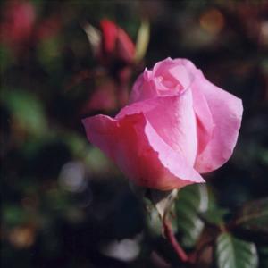 Rosa Barbara Bush