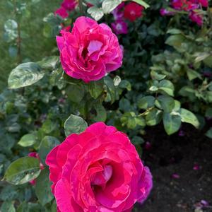 Rosa Baronne Edmond de Rothschild