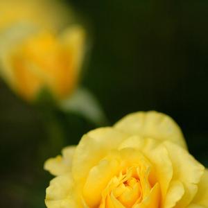 Rosa Brite Lites